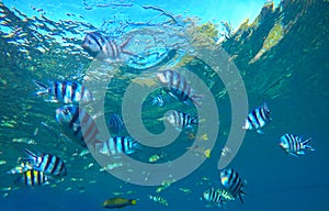 Dascillus tropical fish in blue sea water underwater photo. Exotic lagoon with ocean life.