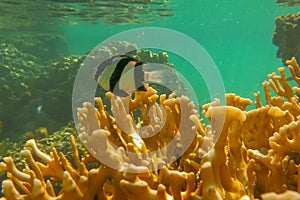 Dascyllus aruanus over yellow hard corals just below surface. Banded Humbug is white with three black vertical bars.