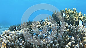 Dascyllus and baby blue-green Chromis take shelter in the healthy unbleached coral.