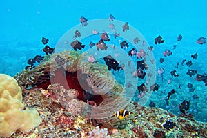 Dascyllus fish and clown fish near sea anemone. Tropical coral reef