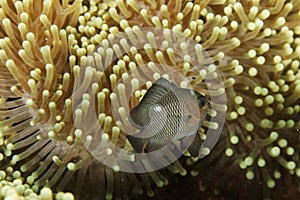 Dascyllus trimaculatus - Andaman Sea photo