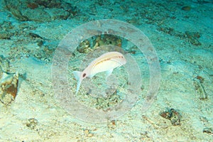 Dash-and-dot goatfish swimming above sandy bottom of coral sea