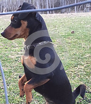 Dash hound/Min pin