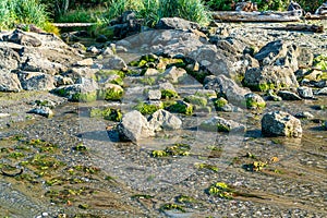 Dash Point Rocks And Stream