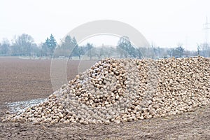 A dash of sugar beet on the field