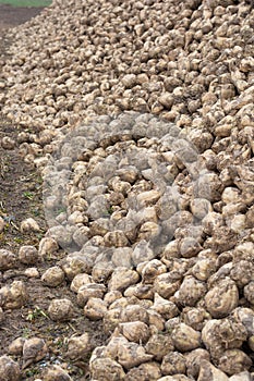 A dash of sugar beet on the field