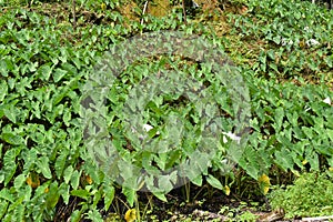 Dasheen Bush Bhagi or Spinach