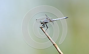 Dasher Dragonfly, Sweetwater Wetlands, Tucson Arizona desert