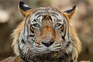 A dashing and handsome looking royal bengal male tiger portrait with an eye contact at ranthambore  national park, india