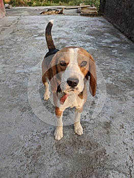 Dashing pik of beautiful beagle puppy 2