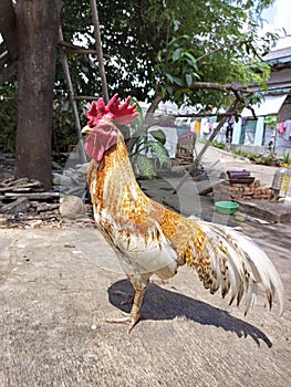 Dashing Rooster in Front of Asian House