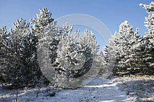 Dashing winter pine forest trail