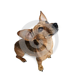 Dashund in front of a white background, studio shot