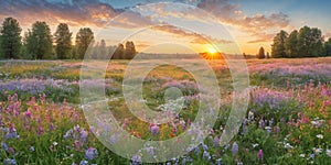 dasies colorful flowers field in spring background