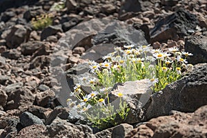 Dasies flower grow on basalt stone