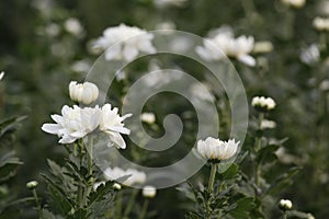 Dasies in the garden in autumn