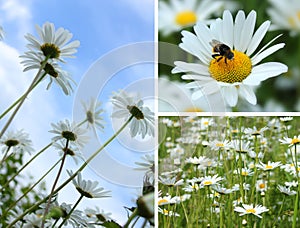 Dasies Pollination photo