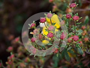 Dasiphora Fruticosa \'Goldfinger\' flower buds in garden. photo