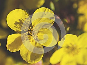 Dasiphora fruticosa shrubby cinquefoil