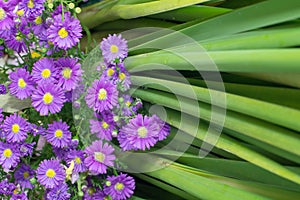 Dasiy flower and green backdrop as background texture