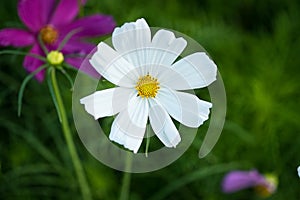 Dasiy white flower