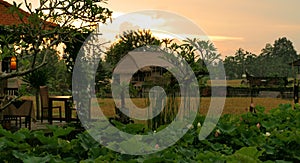 Dask over a rice field on Bali, Indonesia. In front some lotus plants.