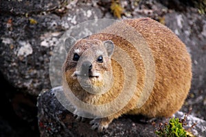 Dassie 3 photo