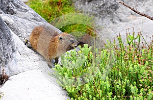 Dassie or African Badger