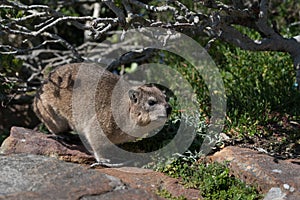 Dassie or African Badger or Capy Hyrax, photo