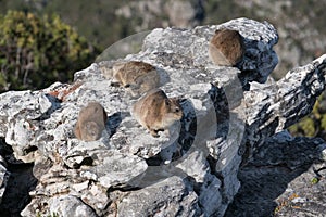 Dassie or African Badger or Capy Hyrax, photo