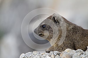 Dassie, Betty`s Bay, South Africa