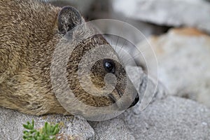 Dassie, Betty`s Bay, South Africa