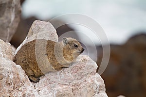 Dassie, Betty`s Bay, South Africa