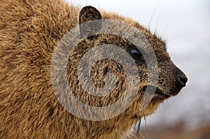 Dassie - Brown furry creature from South Africa photo