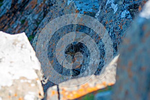 A dassie hiding away