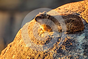 A Dassie, klipspringer at Augrabies Falls National Park Northern cape South Africa sunset
