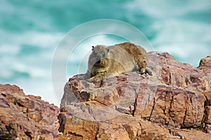 Dassie rat, hyrax, on the rock, Cape Town, South Africa