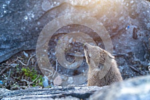 Dassie Rat Petromus Typicus with the background of Table Mountain