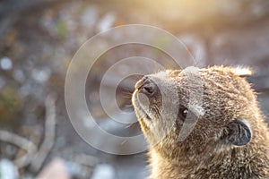 Dassie Rat Petromus Typicus with the background of Table Mountain