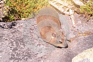 Dassie Rat Petromus Typicus with the background of Table Mountain