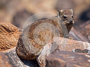 Dassie rat (Petromus typicus) photo