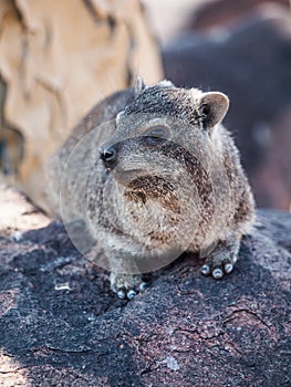 Dassie rat (Petromus typicus)