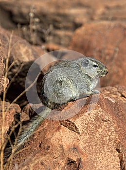 Dassie Rat (Petromys typicus) - Namibia photo