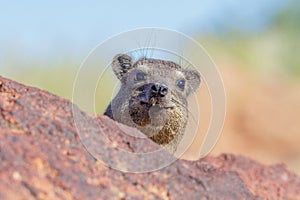 Dassie / Rock Hyrax