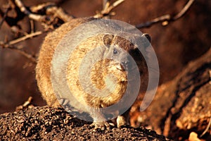 Dassie on Rocks