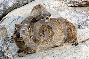 Dassie, South Africa photo