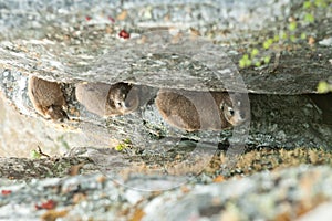 Dassie on Table Mountain South Africa