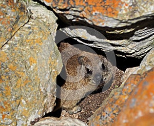 Dassie in Western Cape, South Africa