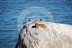 Dassy or rock hyrax with birds sitting on the rock near the ocean in Cape Town South Africa