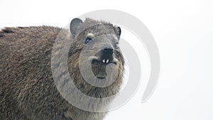 Dassy, Table Mountain, Cape Town